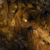Gold Graphic